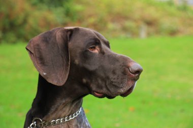 Alman Shorthaired ibre, 3 yaşında erkek