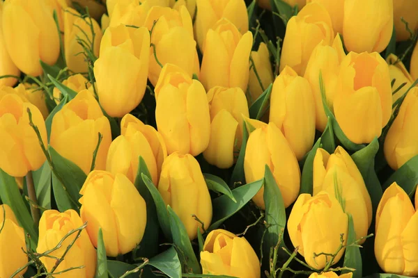 Big Bouquet Yellow Tulips — Stock Photo, Image