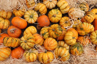 Sonbahar dekorasyonları, çeşitli şekil ve boyutlarda balkabakları.
