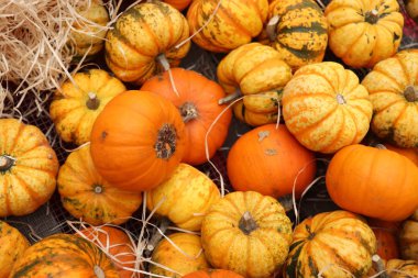 Sonbahar dekorasyonları, çeşitli şekil ve boyutlarda balkabakları.