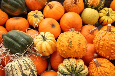 Sonbahar dekorasyonları, çeşitli şekil ve boyutlarda balkabakları.