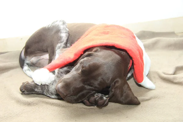 Cachorro Puntero Corto Alemán Semanas Edad Durmiendo Con Sombrero Santa — Foto de Stock
