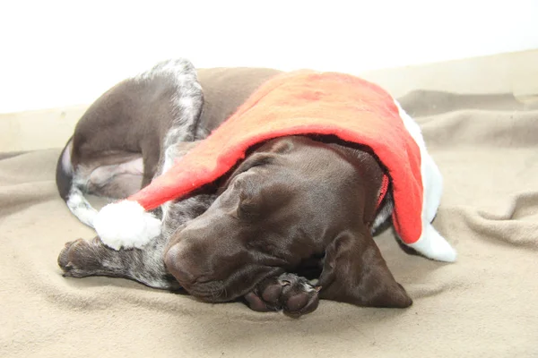 Filhote Cachorro Alemão Com Ponteiro Curto Semanas Idade Dormir Com — Fotografia de Stock