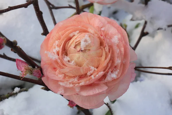 Světle Růžová Karmellie Čerstvém Sněhu — Stock fotografie