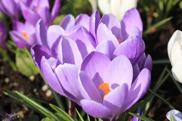 Lila Und Weiße Krokusse Auf Einem Feld — Stockfoto