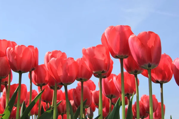 Tulipanes Rosados Campo Soleado Industria Flores — Foto de Stock