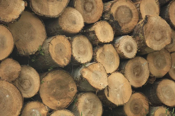 Big Piles Chopped Fuel Wood Forest — Stock Photo, Image