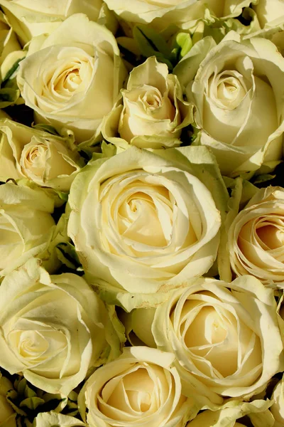 Arreglo Floral Rosas Blancas Gypsophila Blanca Aliento Bebé —  Fotos de Stock