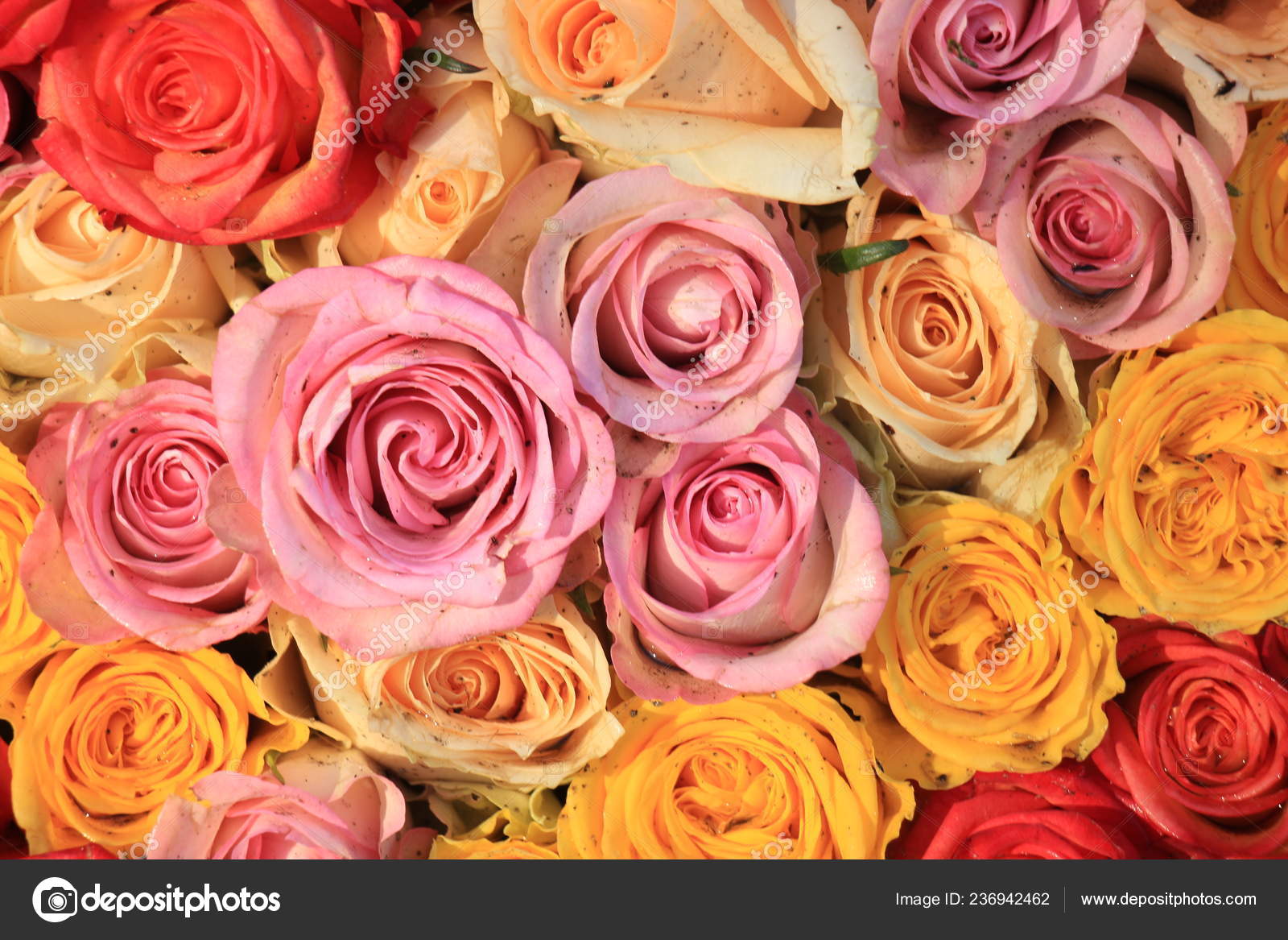 Pink Yellow Orange Wedding Colors Big Pink Yellow Orange Mixed