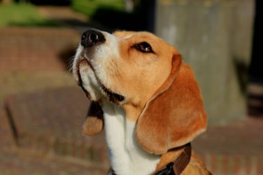 Genç dişi av köpeği, öğleden sonra güneşinde dört yaşında..