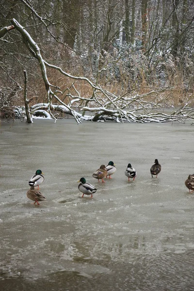 Entengruppe Auf Einem Zugefrorenen Teich — Stockfoto