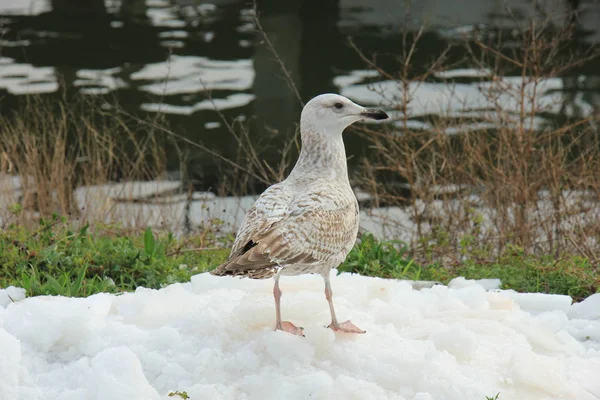 Seagull Ice Sea Harbor — Stock Photo, Image