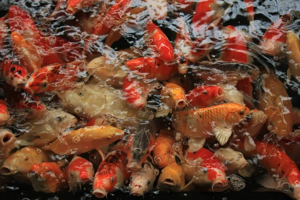 Carpas Koi Várias Cores Tamanhos Uma Lagoa Peixes — Fotografia de Stock