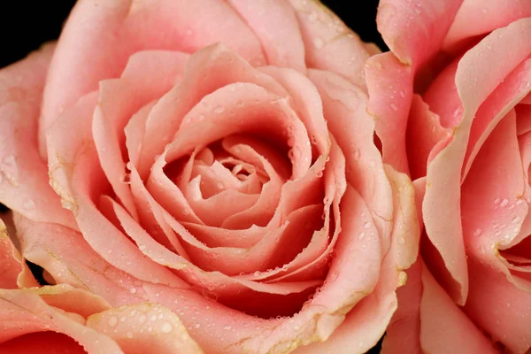 大きな淡いピンク色の花の結婚式の装飾でバラ — ストック写真