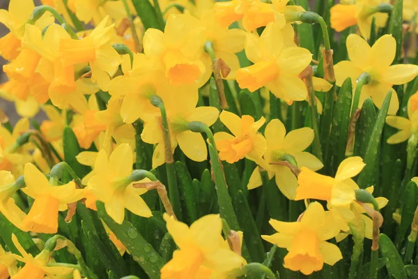 Grupp Alla Gula Påskliljor Vårblommor — Stockfoto