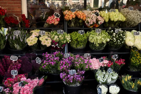 Haarlem Países Bajos Octubre 2018 Diferentes Tipos Flores Cubos Una —  Fotos de Stock