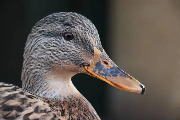 Young Brown Female Duck Closeup Shot — Stock Photo, Image