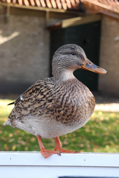 Een Jonge Bruine Vrouwelijke Eend Close Shot — Stockfoto