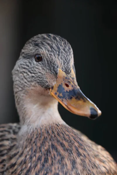 Een Jonge Bruine Vrouwelijke Eend Close Shot — Stockfoto