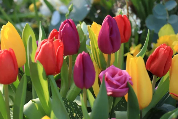 Mixed tulip bouquet — Stock Photo, Image