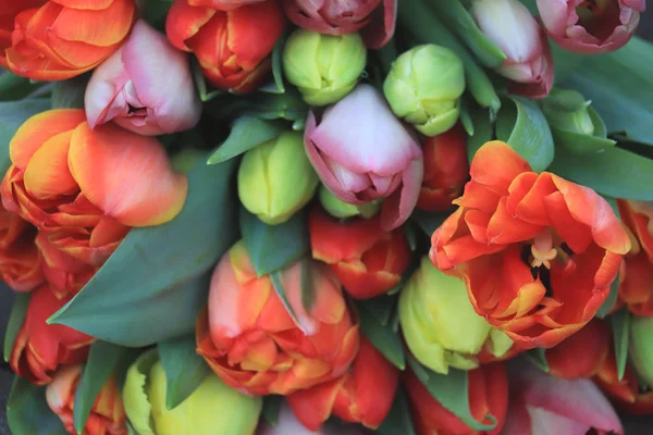 Tulipanes rojos y naranjas —  Fotos de Stock