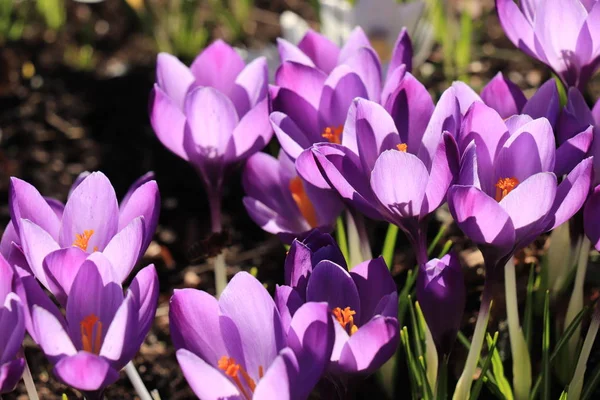 Blommande lila krokusar — Stockfoto