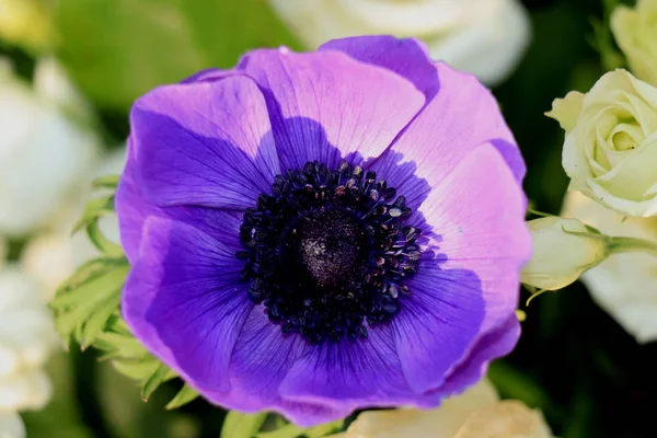 Blauwe anemoon in zonlicht — Stockfoto