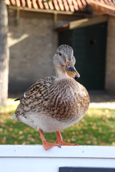 A female duck, closeup — Stock Photo, Image
