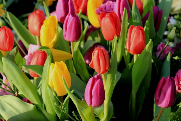 Buquê de tulipa mista — Fotografia de Stock