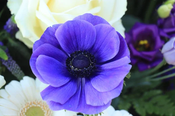 Blue anemone in sunlight — Stock Photo, Image