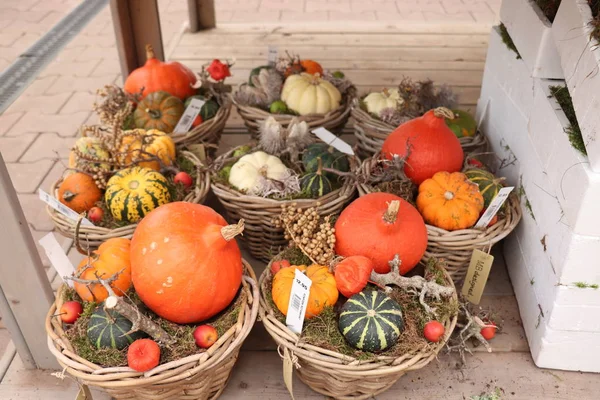 Velserbroek, Nederländerna, 17 oktober 2018: höst dekorationer — Stockfoto