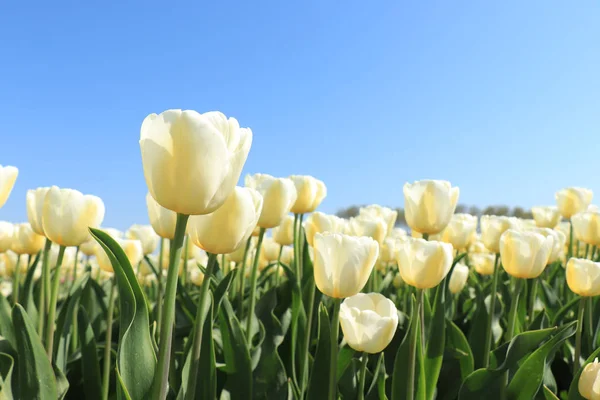 Tulipes dans un champ — Photo