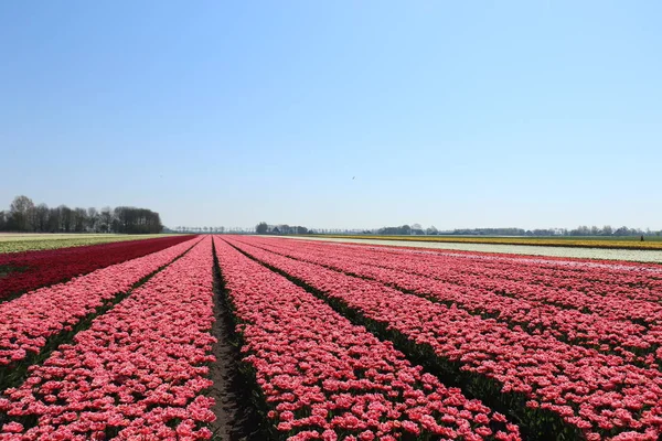 Tulips in a field - Stock-foto