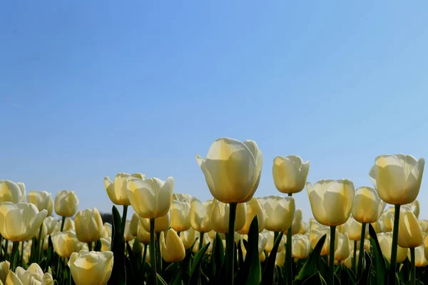 Tulipány v poli — Stock fotografie
