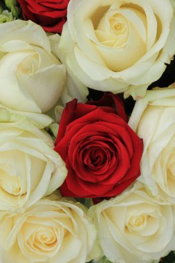 kırmızı ve beyaz Güller