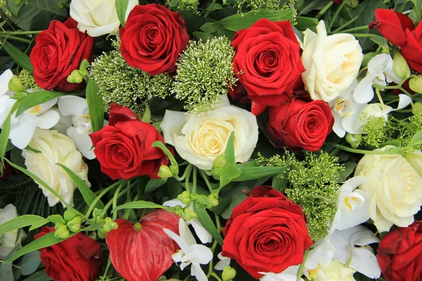 Grandes rosas vermelhas e brancas — Fotografia de Stock