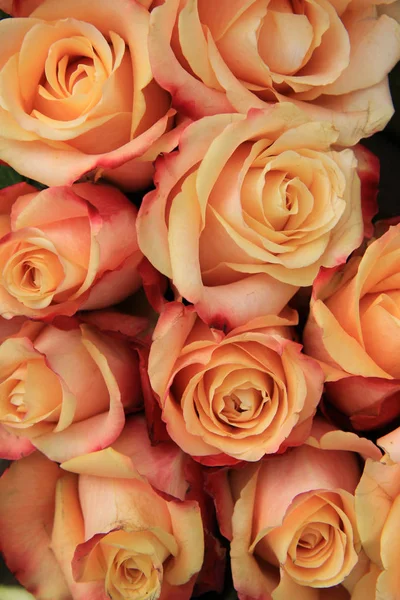 Rose da sposa multicolore — Foto Stock