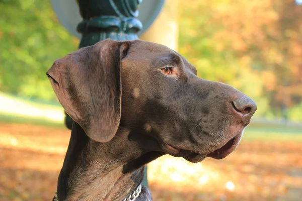 German Shorthaired Pointer — Stock Photo, Image