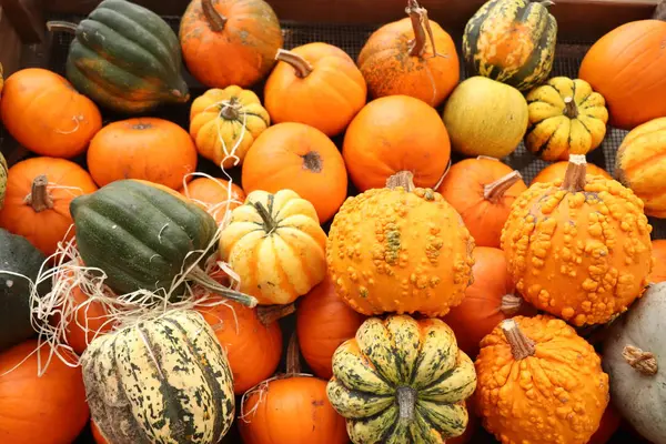 Décoration d'automne citrouilles — Photo