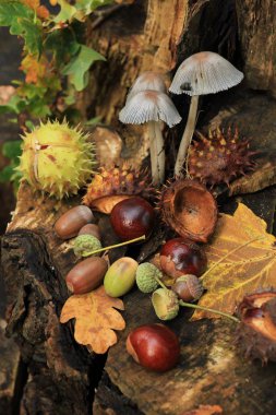 Sonbahar sakin bir hayat