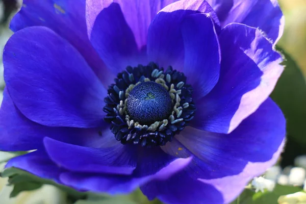 Duży niebieski Anemon — Zdjęcie stockowe