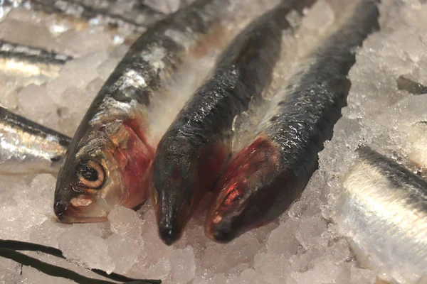 Fresh sea fishes on crushed ice — Stock Photo, Image