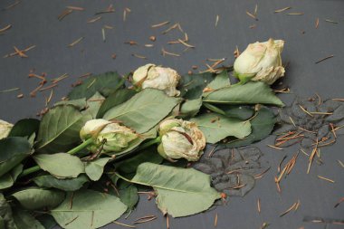 Mezarda ölü beyaz güller