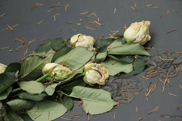 Döda vita rosor på en grav — Stockfoto