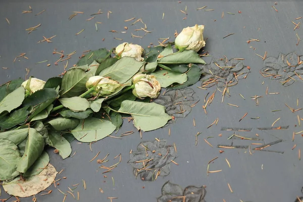 Мертвые белые розы на могиле — стоковое фото
