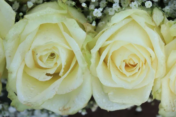 Bílé růže a Gypsophila — Stock fotografie