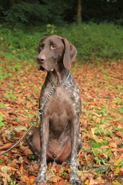 Alman shorthaired ibre — Stok fotoğraf