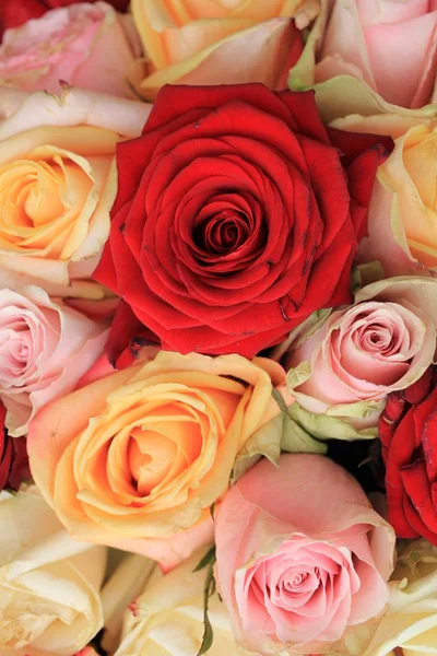 Μικτή ροζ τριαντάφυλλα — Φωτογραφία Αρχείου
