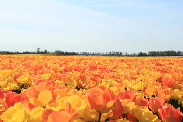 Tulipanes amarillos y naranjas — Foto de Stock