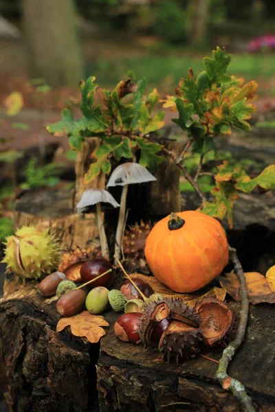 Outono ainda vida — Fotografia de Stock